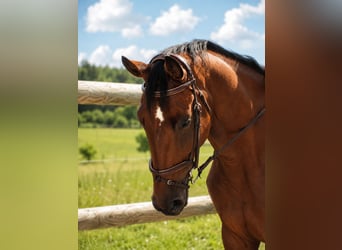 Belgisches Warmblut, Wallach, 8 Jahre, 176 cm, Brauner
