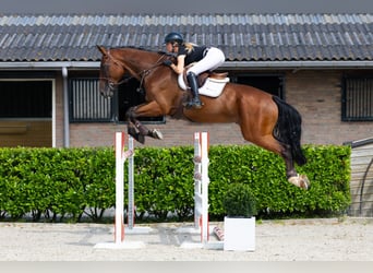 Belgisches Warmblut, Wallach, 8 Jahre, 176 cm, Brauner