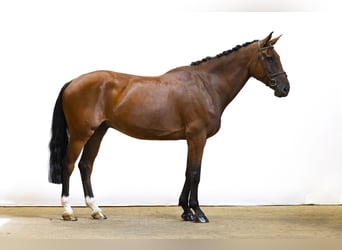 Belgisches Warmblut, Wallach, 8 Jahre, 176 cm, Brauner