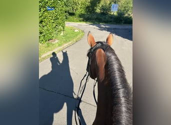 Belgisches Warmblut, Wallach, 8 Jahre, 176 cm, Dunkelbrauner