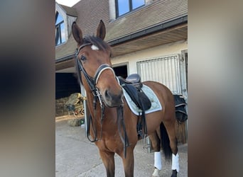 Belgisches Warmblut, Wallach, 8 Jahre, 176 cm, Dunkelbrauner