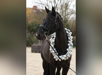 Belgisches Warmblut, Wallach, 8 Jahre, 177 cm, Schwarzbrauner