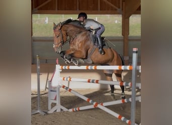 Belgisches Warmblut, Wallach, 8 Jahre, 183 cm, Brauner