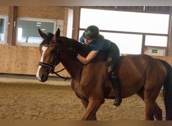 Belgisches Warmblut, Wallach, 8 Jahre