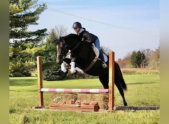 Belgisches Warmblut, Wallach, 9 Jahre, 160 cm, Rappe