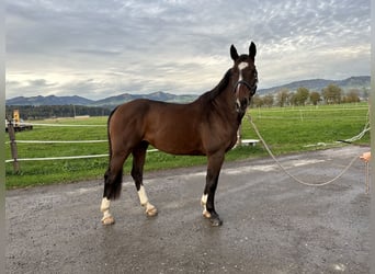 Belgisches Warmblut, Wallach, 9 Jahre, 164 cm, Brauner