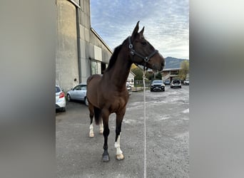 Belgisches Warmblut, Wallach, 9 Jahre, 164 cm, Brauner