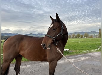 Belgisches Warmblut, Wallach, 9 Jahre, 164 cm, Brauner