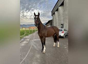 Belgisches Warmblut, Wallach, 9 Jahre, 164 cm, Brauner