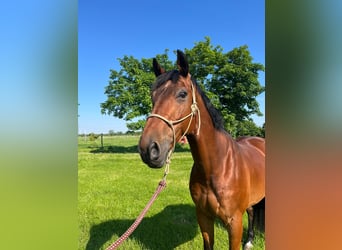 Belgisches Warmblut, Wallach, 9 Jahre, 166 cm, Brauner