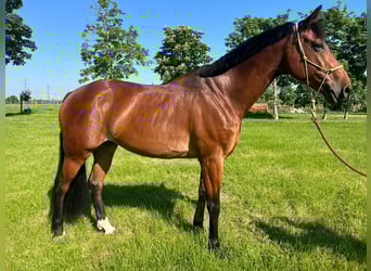 Belgisches Warmblut, Wallach, 9 Jahre, 166 cm, Brauner