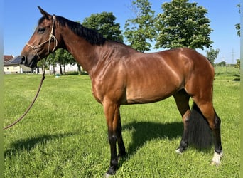 Belgisches Warmblut, Wallach, 9 Jahre, 166 cm, Brauner