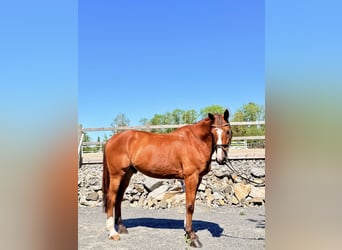 Belgisches Warmblut, Wallach, 9 Jahre, 168 cm