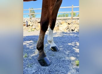 Belgisches Warmblut, Wallach, 9 Jahre, 168 cm