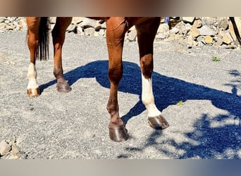 Belgisches Warmblut, Wallach, 9 Jahre, 168 cm