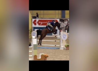 Belgisches Warmblut, Wallach, 9 Jahre, 170 cm, Brauner