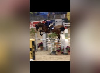 Belgisches Warmblut, Wallach, 9 Jahre, 170 cm, Brauner