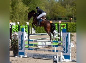 Belgisches Warmblut, Wallach, 9 Jahre, 172 cm, Brauner