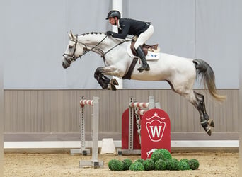 Belgisches Warmblut, Wallach, 9 Jahre, 172 cm, Schimmel