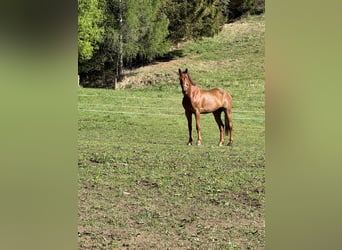 Belgisches Warmblut, Wallach, 9 Jahre, 173 cm, Fuchs