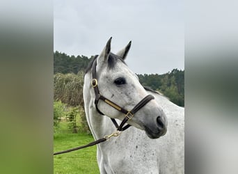 Belgisches Warmblut, Wallach, 9 Jahre, 173 cm, Schimmel
