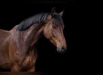 Belgisches Warmblut, Wallach, 9 Jahre, 175 cm, Brauner