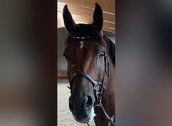 Belgisches Warmblut, Wallach, 9 Jahre, 178 cm, Brauner