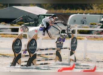 Belgisches Warmblut, Wallach, 9 Jahre, 183 cm, Schimmel