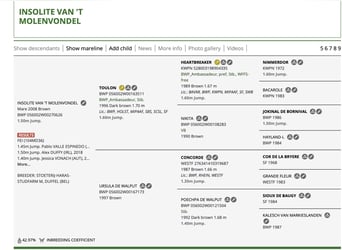 Belgisches Warmblut, Wallach, Fohlen (01/2026)