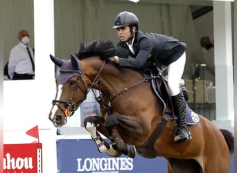 Belgisches Warmblut, Wallach, Fohlen (01/2026)