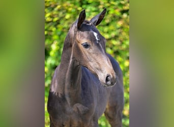 Belgisches Warmblut, Wallach, Fohlen (05/2024), Schimmel