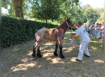 Belgisk arbetshäst, Sto, Föl (04/2024), Brunskimmel