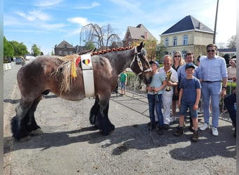 Belgisk arbetshäst, Sto, Föl (04/2024), Brunskimmel