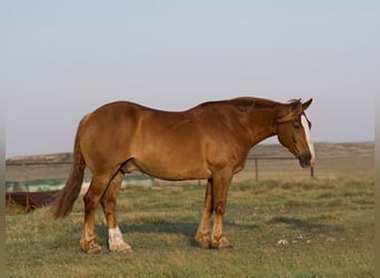 Belgisk arbetshäst Blandning, Valack, 10 år, 157 cm, Fux