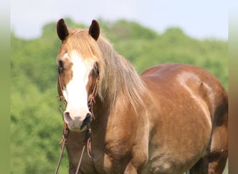 Belgisk arbetshäst, Valack, 12 år, 163 cm, Fux