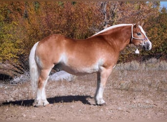 Belgisk arbetshäst Blandning, Valack, 13 år, 152 cm, Fux