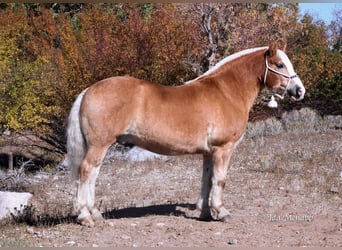Belgisk arbetshäst Blandning, Valack, 13 år, 152 cm, Fux