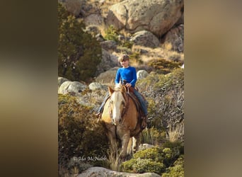 Belgisk arbetshäst Blandning, Valack, 13 år, 152 cm, Fux
