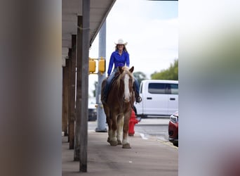 Belgisk arbetshäst, Valack, 15 år, Rödskimmel