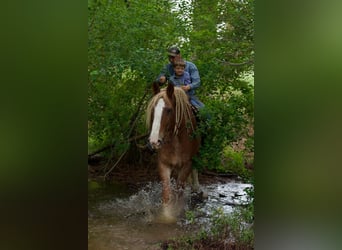 Belgisk arbetshäst, Valack, 15 år, Rödskimmel