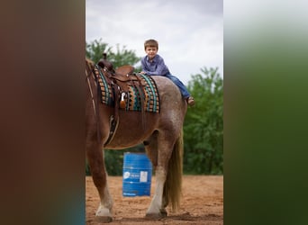 Belgisk arbetshäst, Valack, 15 år, Rödskimmel