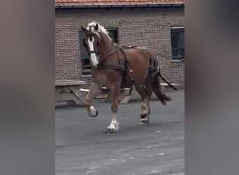 Belgisk arbetshäst, Valack, 3 år, 190 cm, fux