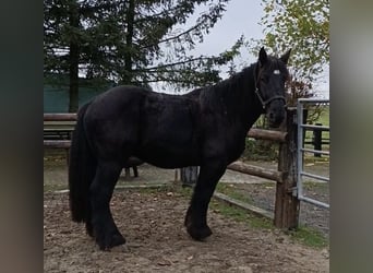 Belgisk arbetshäst, Valack, 4 år, 160 cm, Svart