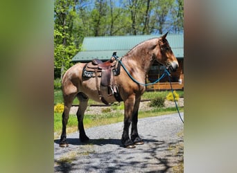 Belgisk arbetshäst, Valack, 5 år, 183 cm, Brunskimmel