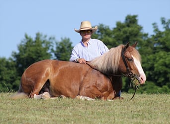 Belgisk arbetshäst, Valack, 6 år, 155 cm, Overo-skäck-alla-färger
