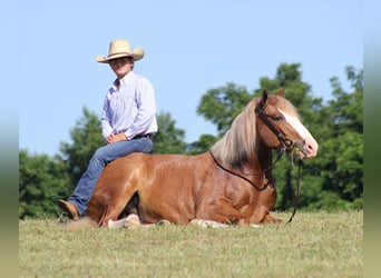 Belgisk arbetshäst, Valack, 6 år, 155 cm, Overo-skäck-alla-färger