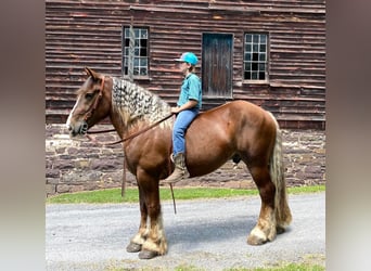 Belgisk arbetshäst, Valack, 6 år, 160 cm, Fux