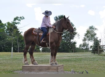Belgisk arbetshäst, Valack, 6 år, 160 cm, Fux