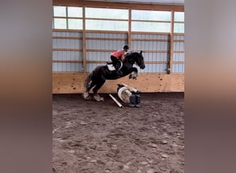 Belgisk arbetshäst, Valack, 6 år, 160 cm, Fux