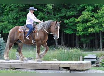 Belgisk arbetshäst, Valack, 6 år, 160 cm, Fux